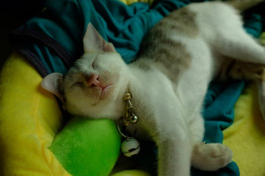 Understanding the Circadian Rhythm for Better Sleep Cycles